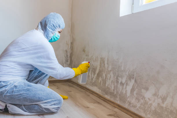 Licensed Commercial Mold Remediation service in Franklin, NJ - WQB Mold Removal